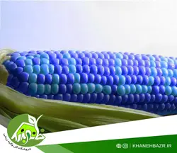 بذر ذرت آبی پترسون