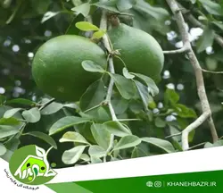 بذر سیب چوبی یا بائل فروت