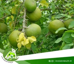بذر سیب چوبی یا بائل فروت