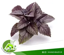بذر سبزی ریحان بنفش