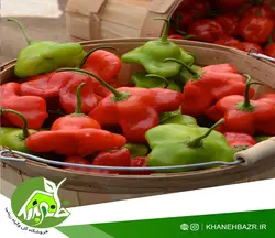 بذر فلفل ستاره ای اوجی دوسی