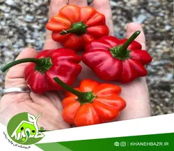 بذر فلفل ستاره ای اوجی دوسی