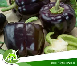 بذر فلفل دلمه مشکی
