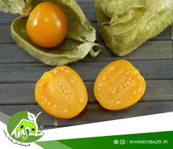 بذر فیسالیس درشت هندی