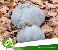بذر کدو آبی هیوبارد