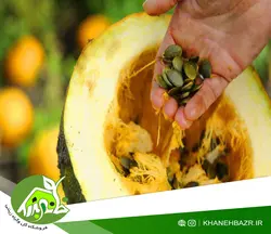 بذر کدو تخم کاغذی