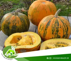 بذر کدو تخم کاغذی