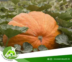 بذر کدو غول پیکر آتلانتیک