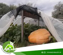 بذر کدو غول پیکر آتلانتیک