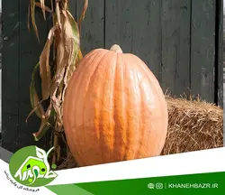 بذر کدو غول پیکر آتلانتیک