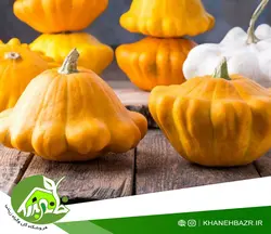 بذر کدو ستاره ای اسپانیایی