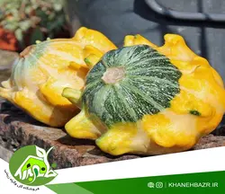 بذر کدو ستاره ای اسپانیایی
