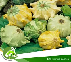 بذر کدو ستاره ای اسپانیایی