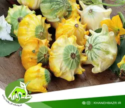 بذر کدو ستاره ای اسپانیایی