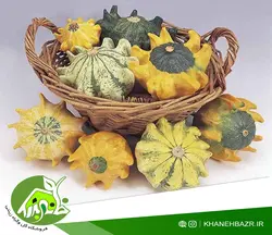 بذر کدو ستاره ای اسپانیایی