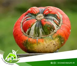 بذر کدو عمامه ترکی