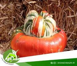 بذر کدو عمامه ترکی