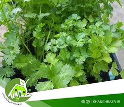 بذر گشنیز