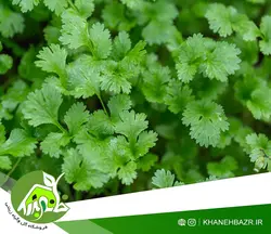 بذر گشنیز