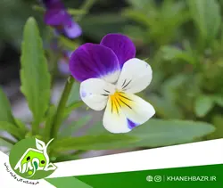 بذر گل بنفشه سفید