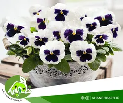 بذر گل بنفشه سفید