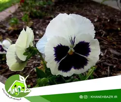 بذر گل بنفشه سفید