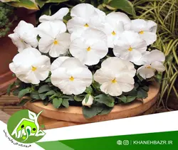 بذر گل بنفشه سفید