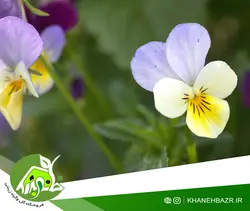 بذر گل بنفشه سفید