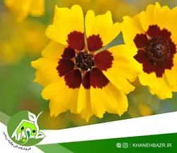 بذر گل اشرفی زرد