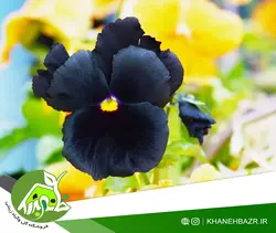 بذر گل بنفشه مشکی