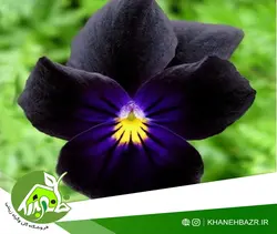 بذر گل بنفشه مشکی