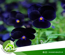 بذر گل بنفشه مشکی