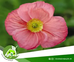 بذر گل خشخاش زینتی ایسلندی میکس