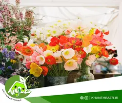 بذر گل خشخاش زینتی ایسلندی میکس