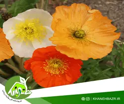 بذر گل خشخاش زینتی ایسلندی میکس