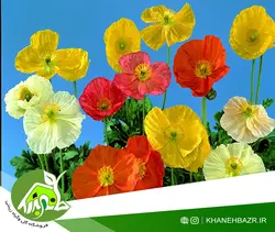 بذر گل خشخاش زینتی ایسلندی میکس