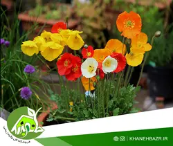 بذر گل خشخاش زینتی ایسلندی میکس