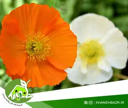 بذر گل خشخاش زینتی ایسلندی میکس