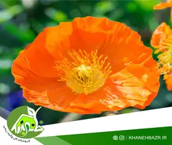 بذر گل خشخاش زینتی ایسلندی میکس