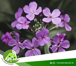 بذر گل سکه ای یا علف ماه