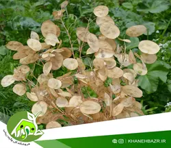 بذر گل سکه ای یا علف ماه