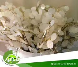 بذر گل سکه ای یا علف ماه