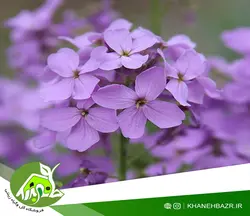 بذر گل سکه ای یا علف ماه