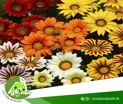 بذر گل گازانیا میکس