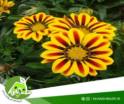بذر گل گازانیا میکس