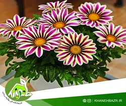 بذر گل گازانیا میکس