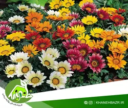 بذر گل گازانیا میکس
