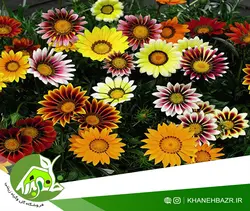 بذر گل گازانیا میکس