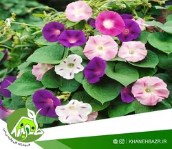 بذر پیچک نیلوفر رونده گل درشت الوان