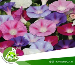 بذر پیچک نیلوفر رونده گل درشت الوان